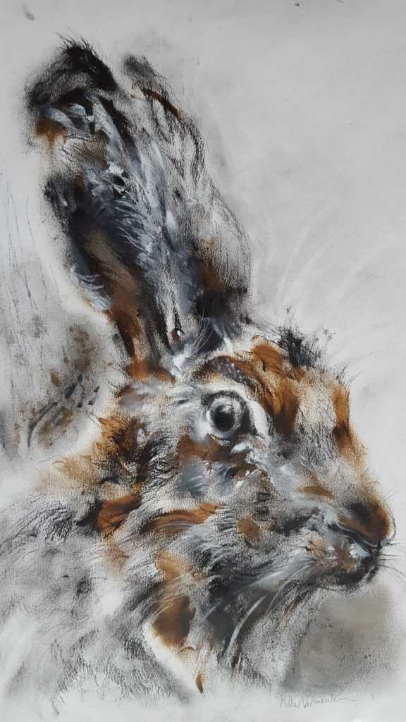 Sketch of a wild hare in conté by Elizabeth Miller Vermeulen