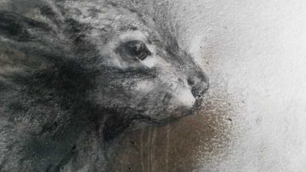Drawing of a wild hare's face in brown and black by Elizabeth Miller Vermeulen